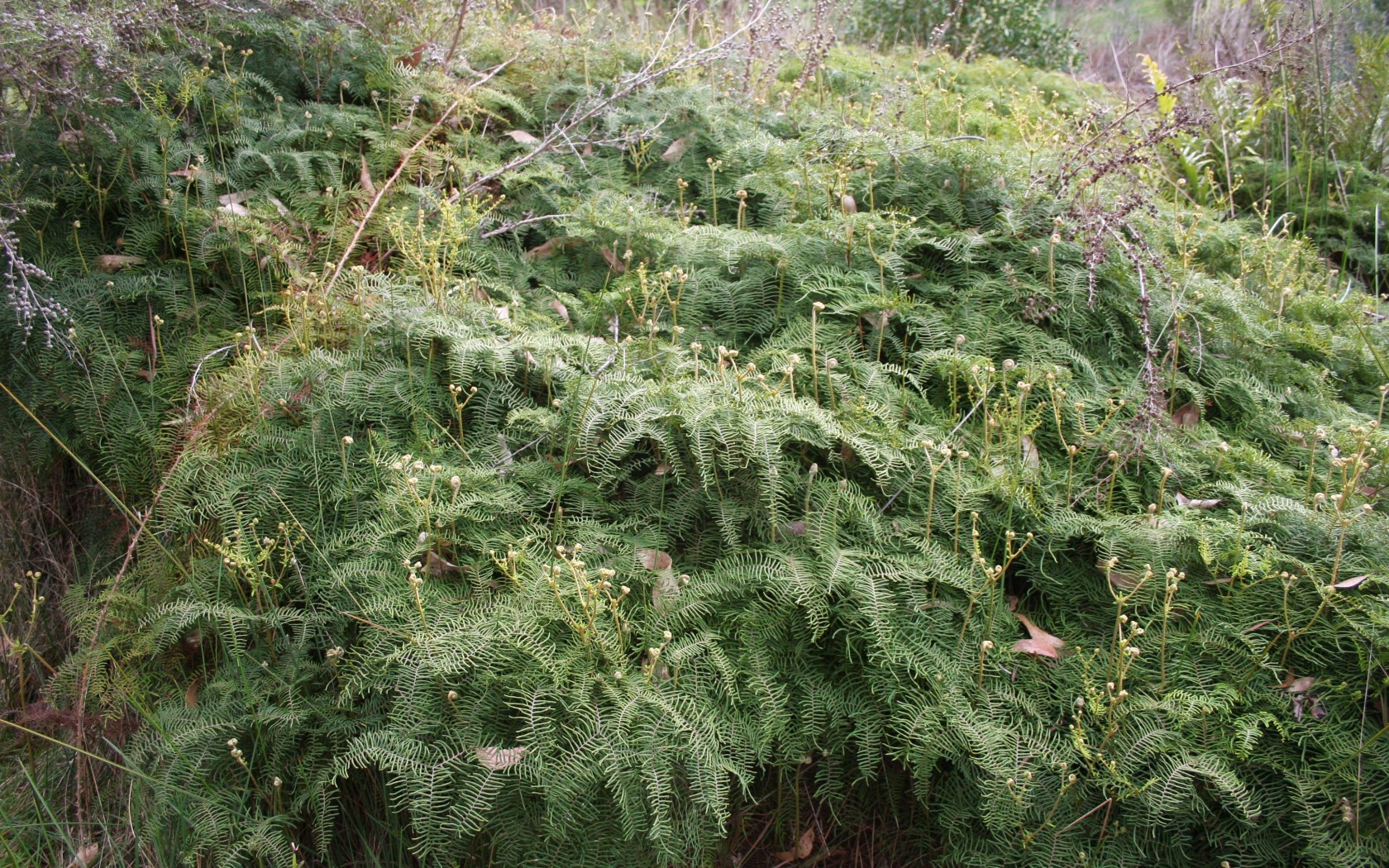 Fern